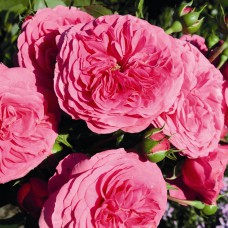 Саджанці троянд флорибунда Баронеса (привитий)