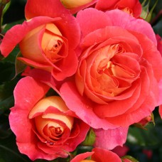 Саджанці троянд флорибунда Брати Грімм (привитий)