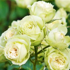 Саджанці троянд флорибунда Лавлі Грін (привитий)