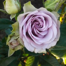 Саджанці троянд флорибунда Луллабі (привитий)