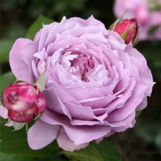 Саджанці троянд флорибунда Новаліс (привитий)