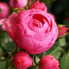 Саджанці троянд флорибунда Помпонелла (привитий)