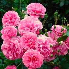 Саджанці троянд флорибунда Роял Боніка (привитий)