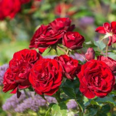 Саджанці троянд флорибунда Торнадо (привитий)