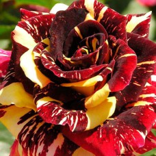 Саджанці троянд Фокус Покус (привитий) - 2-річний