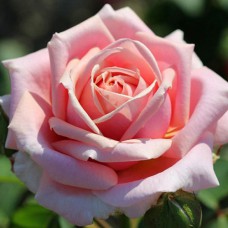 Саджанці троянд Фредерік Містраль (привитий) - 2-річний