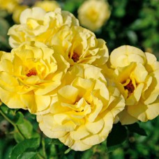 Саджанці троянд Фрезія (привитий) - 2-річний