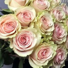 Саджанці троянд Фрутетто (привитий) - 2-річний