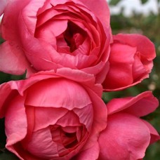 Саджанці троянд Гартенпрінцесін Марі-Жозе (привитий) - 2-річний