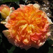 Саджанці троянд Генрі Дельбар (привитий) - 2-річний