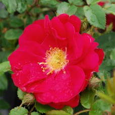 Саджанці троянд Генрі Келсі (привитий) - 2-річний