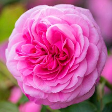 Саджанці троянд Гертруда Джекіл (привитий) - 2-річний