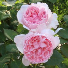 Саджанці троянд Герцогиня Крістіана (привитий) - 2-річний