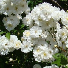 Саджанці троянд Гірлянд Де Амур (привитий) - 2-річний