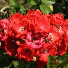 Саджанці троянд Глорія Мунді (привитий) - 2-річний