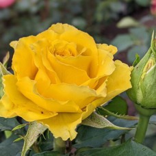 Саджанці троянд Голден Боніка (привитий) - 2-річний