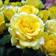 Саджанці троянд Голден Бордер (привитий) - 2-річний