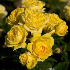 Саджанці троянд Голден Ковер (привитий) - 2-річний