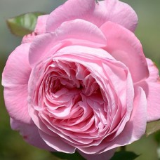 Саджанці троянд Графиня Марія Генрієтта (привитий) - 2-річний