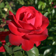 Саджанці троянд Гранд Аморе (привитий) - 2-річний