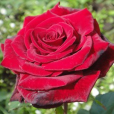 Саджанці троянд Гранд Гала (привитий) - 2-річний