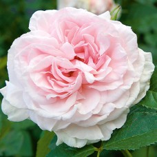 Саджанці троянд Граціоза (привитий) - 2-річний