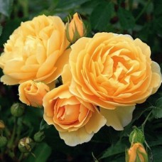 Саджанці троянд Грехам Томас (привитий) - 2-річний