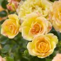 Саженцы роз Йеллоу Фейри (привитый) - 2-летний