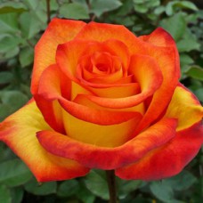 Саджанці троянд Єллоу Меджик (привитий) - 2-річний