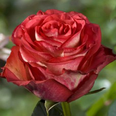 Саджанці троянд Ігуазу (привитий) - 2-річний