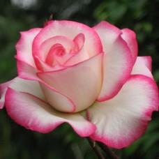 Саджанці троянд Імара (привитий) - 2-річний