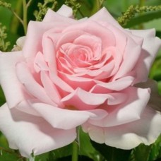 Саджанці троянд Йоганн Штраус (привитий) - 2-річний