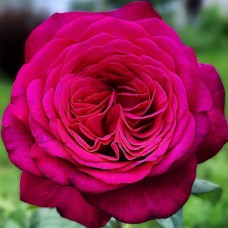 Саджанці троянд Йоганн Вольфганг Фон Гете (привитий) - 2-річний