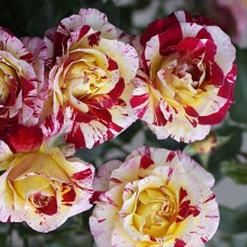 Саджанці троянд Каміль Піссарро (привитий) - 2-річний