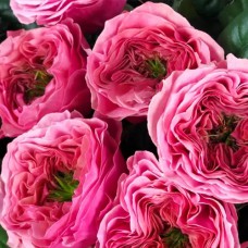 Саджанці троянд Кантрі Гарден (привитий) - 2-річний