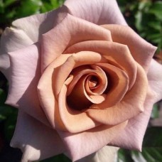 Саджанці троянд Капучіно (привитий) - 2-річний