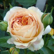 Саджанці троянд Карамель Антик (привитий) - 2-річний