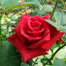 Саджанці троянд Кардинал (привитий) - 2-річний