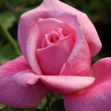 Саджанці троянд Каріна (привитий) - 2-річний