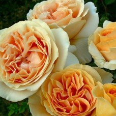 Саджанці троянд Кенделайт (привитий) - 2-річний