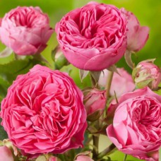 Саджанці троянд Кенді (привитий) - 2-річний