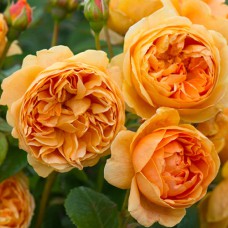 Саджанці троянд Керолін Найт (привитий) - 2-річний