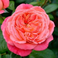 Саджанці троянд Кетрін (привитий) - 2-річний