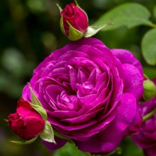 Саджанці троянд Хайді Клум (привитий) - 2-річний