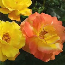 Саджанці троянд Хамелеон (привитий) - 2-річний