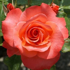 Саджанці троянд Христофор Колумб (привитий) - 2-річний