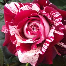 Саджанці троянд Хуліо Іглесіас (привитий) - 2-річний