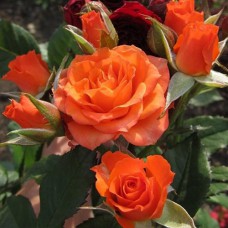 Саджанці троянд Кінг Баблс (привитий) - 2-річний