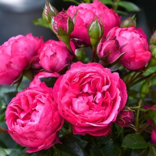 Саджанці троянд Кінг Георг (привитий) - 2-річний