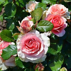 Саджанці троянд Кінг Конг (привитий) - 2-річний